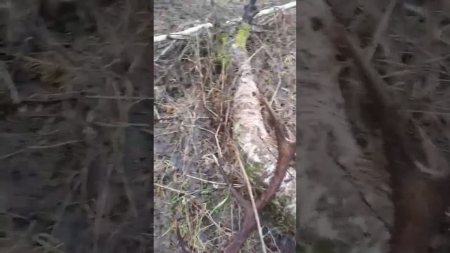 Старая пара рогов 5.5 кг смотреть онлайн