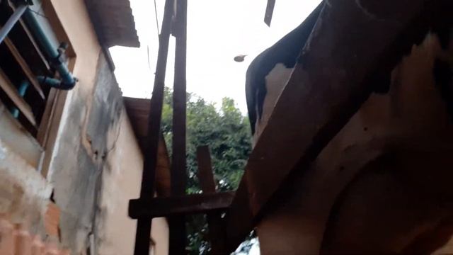 tirando leite🥛 na ordenha com uma visita especial 🐱 смотреть онлайн