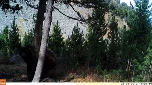 В ВКО в фотоловушку попал медведь, который чешет спину об деревья смотреть онлайн