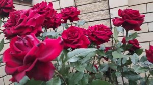 Ч-г роза ЧЕРНАЯ МАГИЯ.-первый приз _Золотая роза_ Баден-Баден. Обзор цветущих роз. (1)