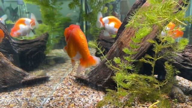 PART 4: Step by step instructions on setting up a 40-gal breeder in the Lanai with Plenum and BCB смотреть онлайн