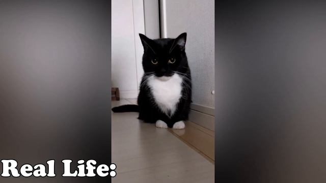 Maxwell the Cat all versions | Maxwell cat смотреть онлайн