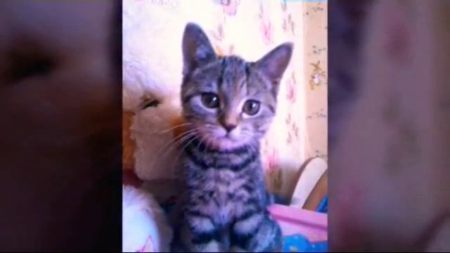 ФРОДЯ НА ФОТО ВСЕ ФОТО НАШЕГО КОТИКА смотреть онлайн