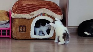 Котенок не пускает этого милого котенка домой. Часть 2