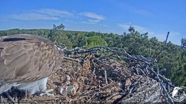 Zivju ērgļi Kurzemē - LDF tiešraide .Pirmā barošana!:)) 31.05.2021 смотреть онлайн