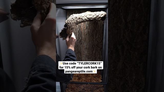 Abronia deppii enclosure setup! смотреть онлайн