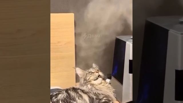 КОТИК И ПАРОУВЛАЖНИТЕЛЬ смотреть онлайн