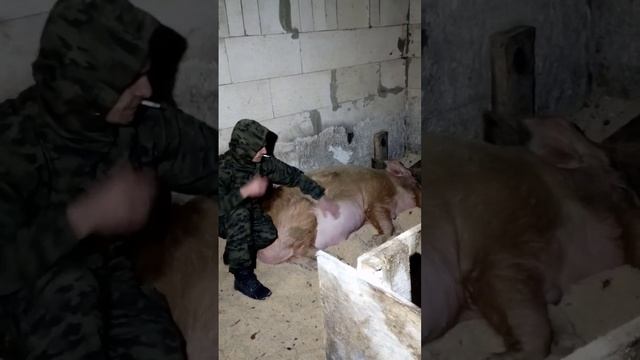 кабан спит смотреть онлайн