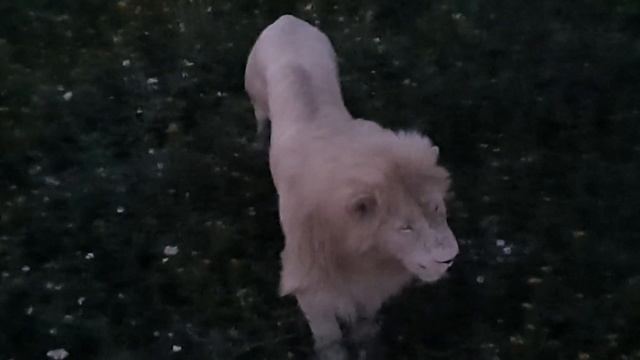 Кай, Чоли и Джуна на острове на закате. смотреть онлайн