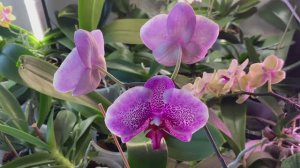 Как сажать ДЕТКУ ОРХИДЕИ только С ВОЗДУШНЫМИ КОРЕШКАМИ!