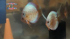 ТУРКИСЫ ОЛЕГА ФИЛИППОВА