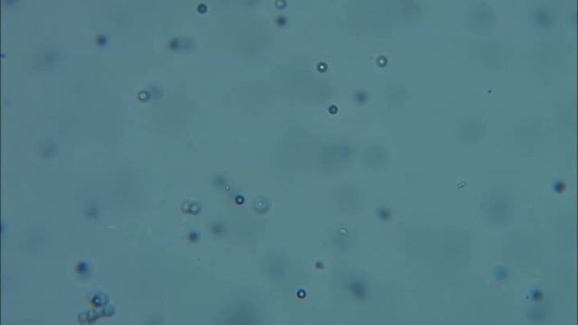 Observing Brownian motion of micro beads смотреть онлайн