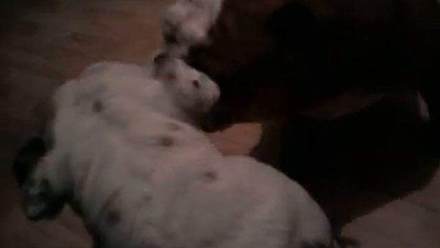 BULLDOGS MONTGOMERY & MILLIE "GIV US A XXX" смотреть онлайн