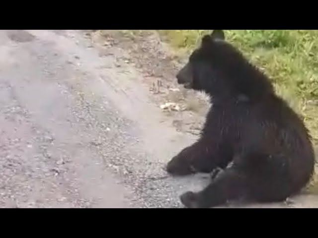 Семейство медведей вышло на трассу в Югре смотреть онлайн