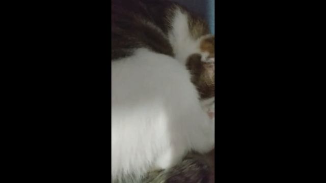 Домашний питомец рассказываю о питомце