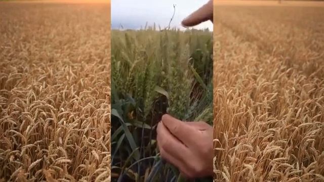 Нано нуно, да пох! нононо нуну, нунуну ноно пох! смотреть онлайн