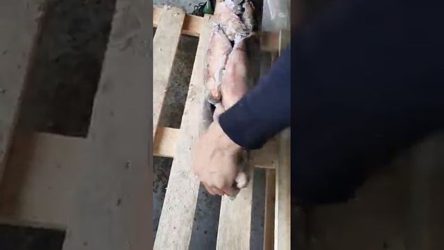 Рыба оптом ООО ИМПУЛЬС(1) смотреть онлайн