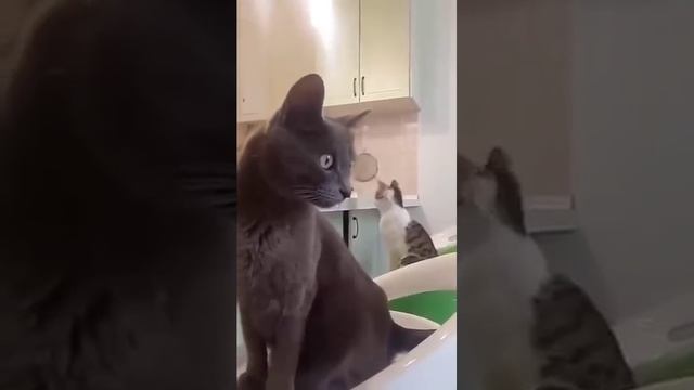 КОЛЬ-ОК (19) смотреть онлайн