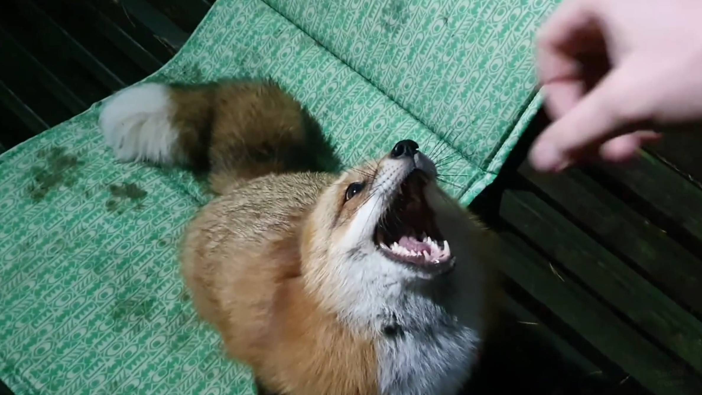 Ли Сяо / Alice the Fox Алиса Лиса (Чужое место. За что лиса прокусила руку) смотреть онлайн