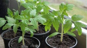 ДЛЯ ТОМАТОВ ЛУЧШЕ ЭТОГО УДОБРЕНИЯ НЕ СУЩЕСТВУЕТ  Крепкая рассада