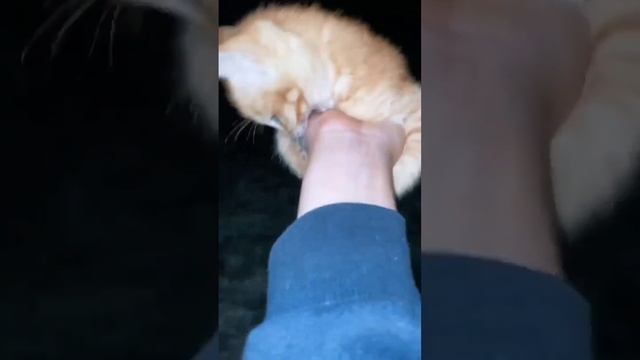 Котя смотреть онлайн