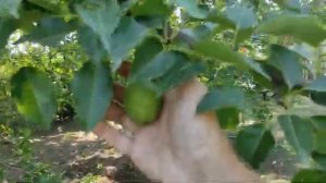 Море и ведро помидор.1-2 июля 2024