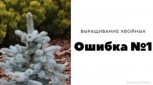 Ошибки при выращивании хвойных