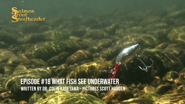 What Fish See Underwater written by an Optometrist смотреть онлайн
