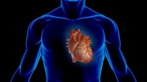 Звук сердца