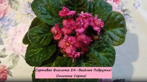 Сортовая Фиалочка ЕК-Весёлые Подружки! Описание Сорта!
