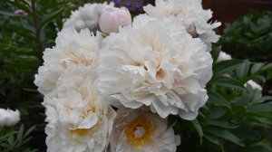 Пион Serene Pastel