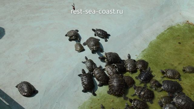Черепахи в контактном парке Голубицкой смотреть онлайн
