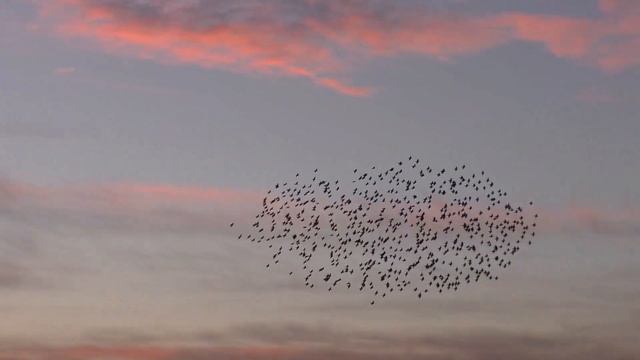Мурмурация скворцов в Новороссийске. смотреть онлайн