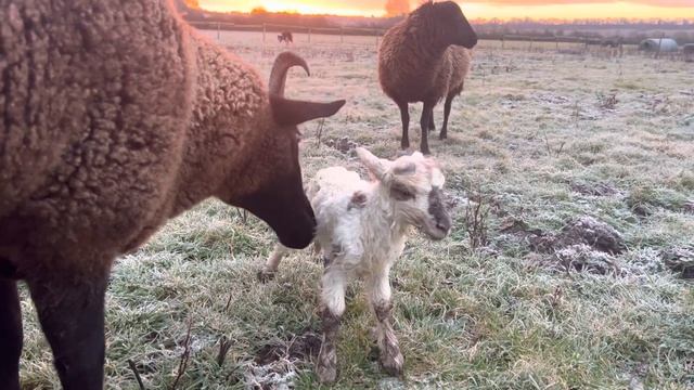 Happy Sunday little boy lamb just born to Ruby #babylamb #sunrise #newlife #SundayMotivation смотреть онлайн