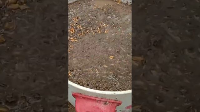 How To Grow Rice To Feed Chickens At Home Using Soil