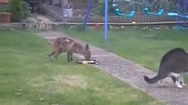 Кот бьет лису смотреть онлайн