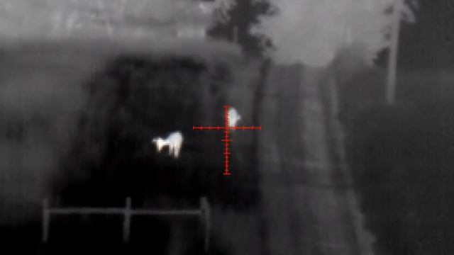 Thermal image of Deer with Thor 4 смотреть онлайн