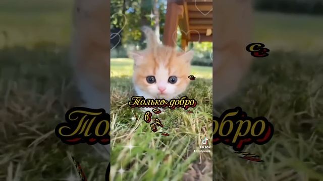Доброе весеннее утро 🥰Прекрасного настроения и удачи во всём 🥰🥰🥰 смотреть онлайн