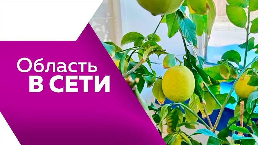 Программа"Область в сети" № 287 смотреть онлайн