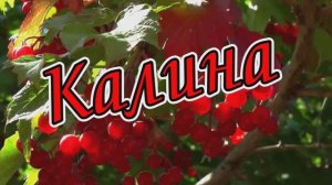 Рада Рай" Калина"