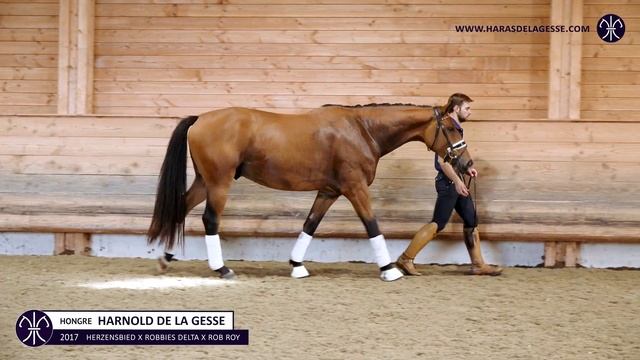 HARNOLD DE LA GESSE • Hongre • HAN • 2017 смотреть онлайн