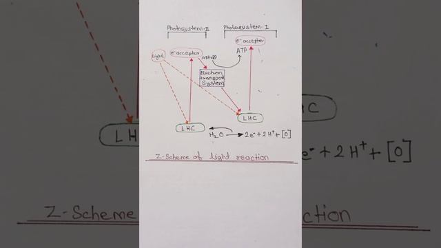 Z-Scheme of Light Reaction смотреть онлайн