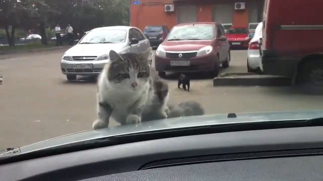 Наглый Домодедовский кот смотреть онлайн