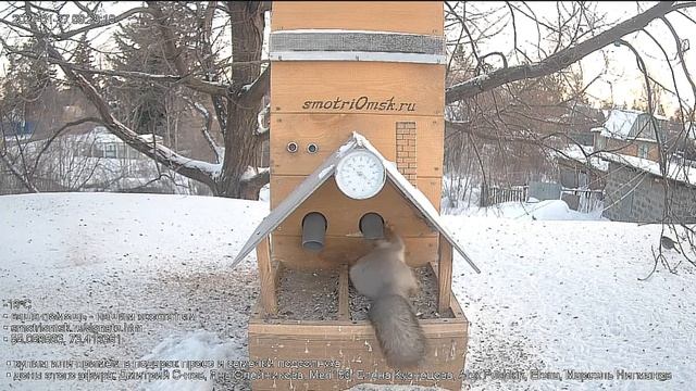 Белочка прибежала-семечек нет-птички уже склевали#Омск Russia, Siberia смотреть онлайн