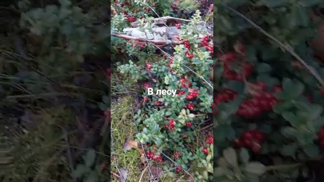 Брусники полный лес,ступить не куда:)