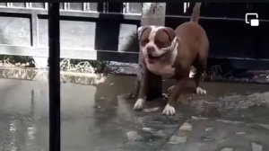 Bulldog americano #johnson