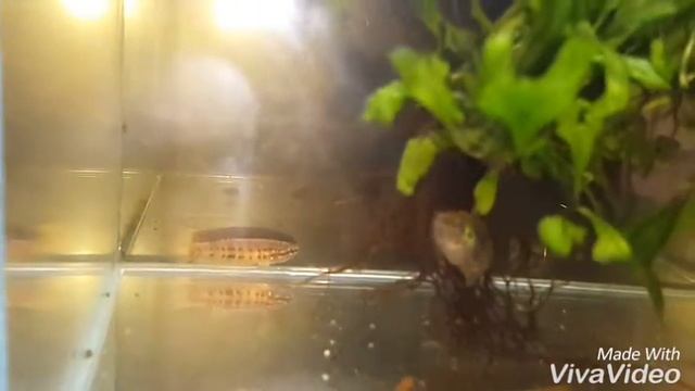 Выставка AQUA TERRA смотреть онлайн