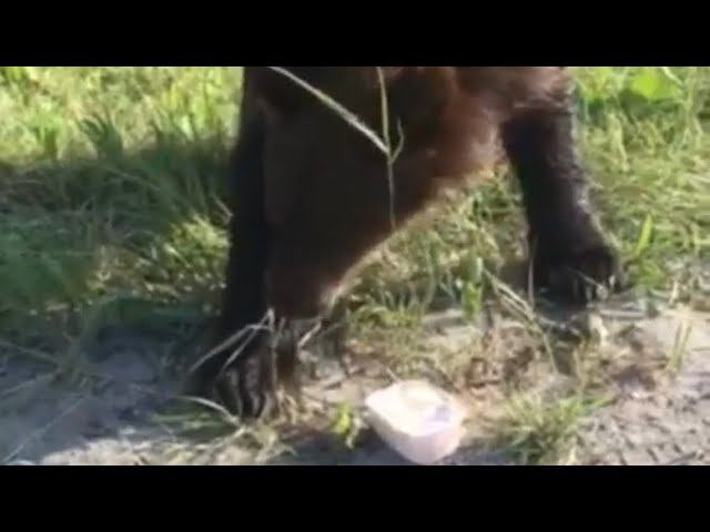 Угостил медвежонка творожком смотреть онлайн