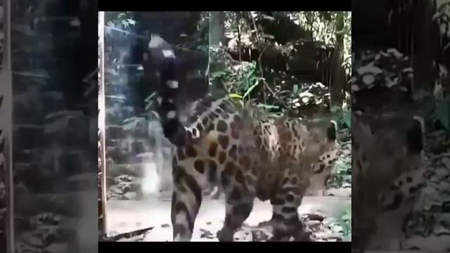 Гляжусь в себя как в зеркало😂😂😂 смотреть онлайн