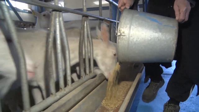 Рабочая поездка Бакытжана Сагинтаева в Атыраускую область смотреть онлайн